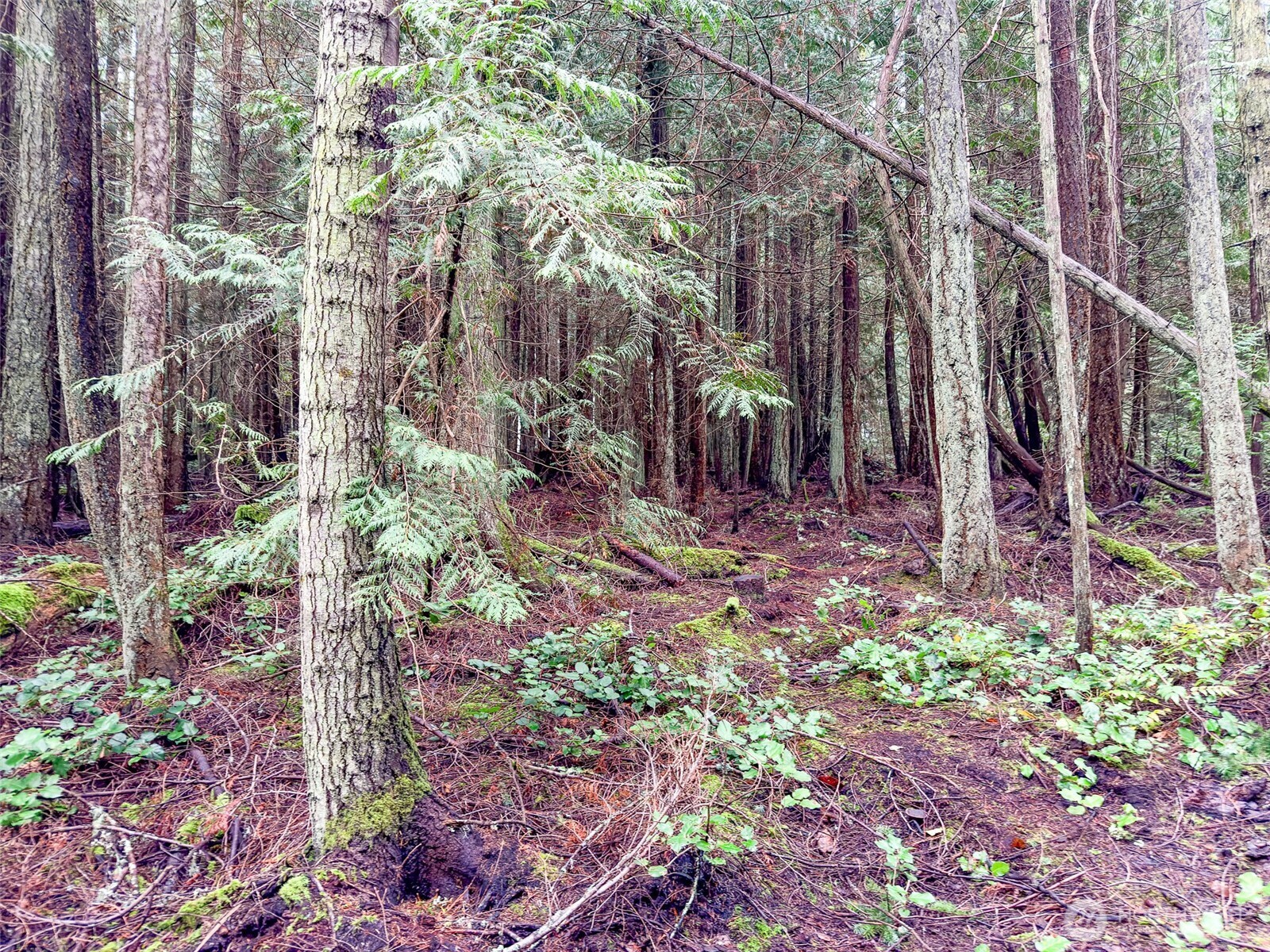 9999 Protection Ridge Road Port Townsend, WA 98368 - Photo 9 of 39 a backyard of a house with lots of green space and a fountain