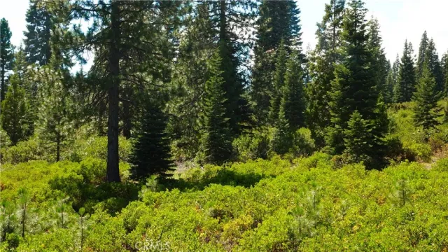 a view of a garden with plants
