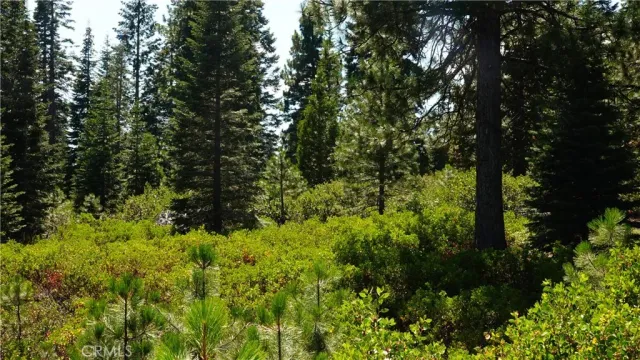 a view of a lush green forest