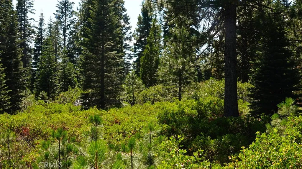 0 Echo McCloud, CA 96057 - Photo 11 of 32 a view of a lush green forest