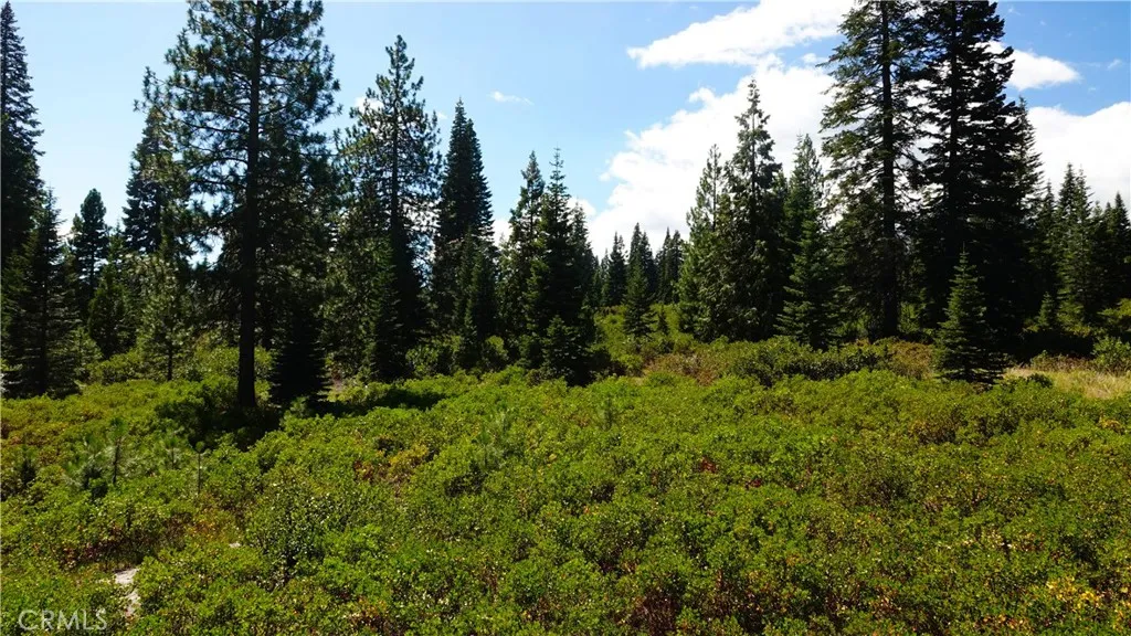 0 Echo McCloud, CA 96057 - Photo 12 of 32 a view of a lush green forest