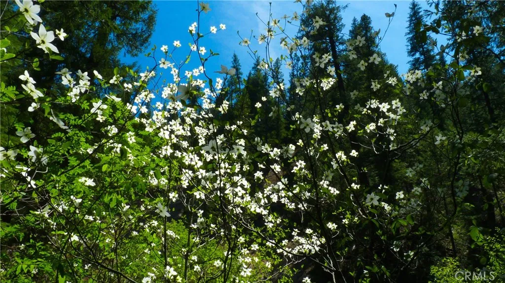 0 Echo McCloud, CA 96057 - Photo 18 of 32 a view of flowers