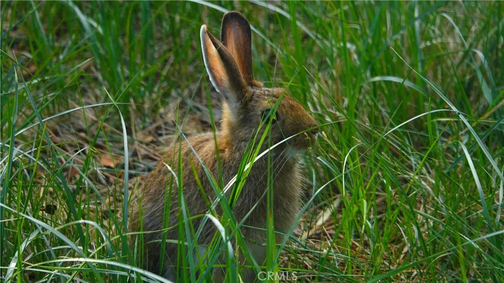 0 Echo McCloud, CA 96057 - Photo 5 of 32 a view of a plant in a garden