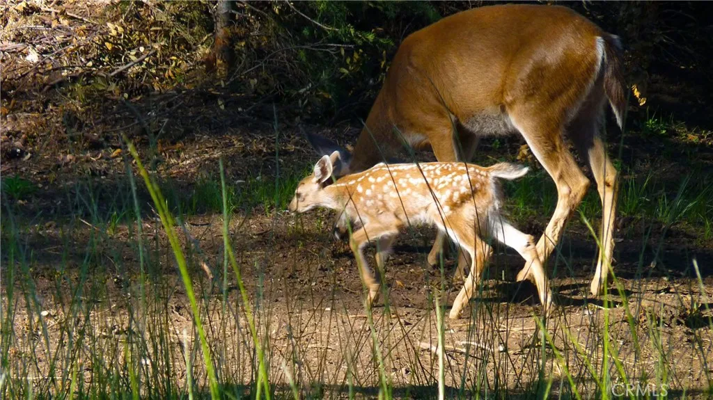 0 Echo McCloud, CA 96057 - Photo 6 of 32 a view of swimming pool
