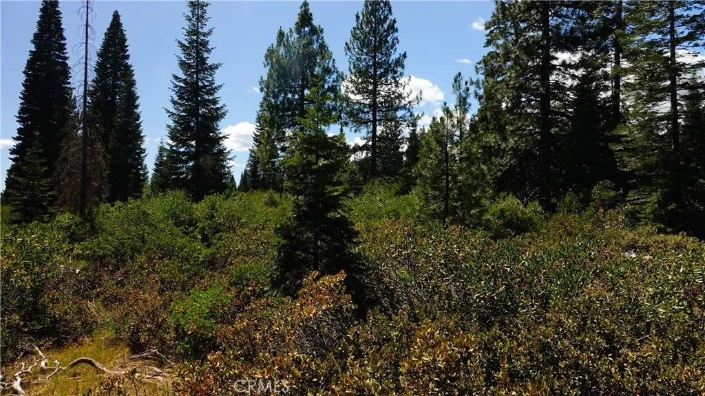 0 Echo McCloud, CA 96057 - Photo 8 of 32 a view of a forest with a tree