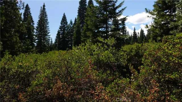 a view of a bunch of trees