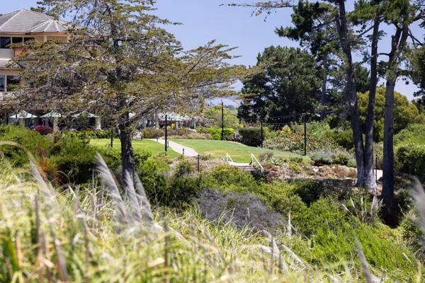 a view of a garden with plants