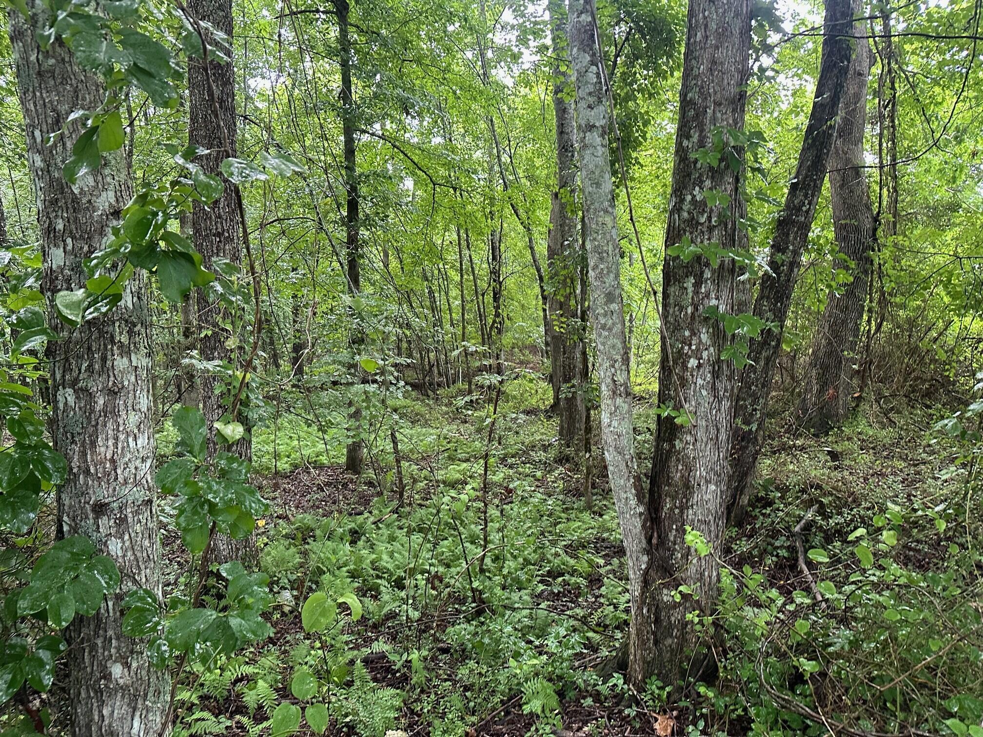 Lot 7 Sawmill Road, Unit LOT 7 Palmer, TN 37365 - Photo 7 of 12 8