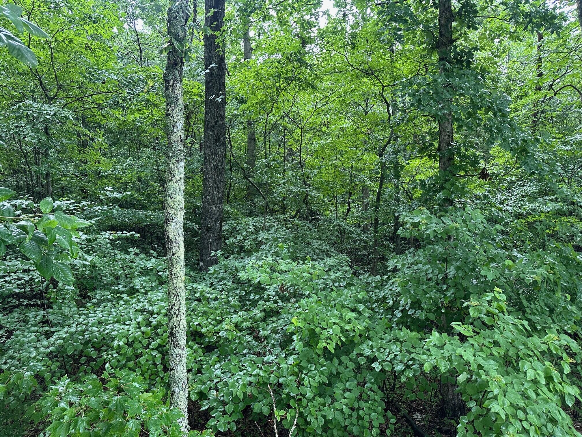 Lot 7 Sawmill Road, Unit LOT 7 Palmer, TN 37365 - Photo 9 of 12 13