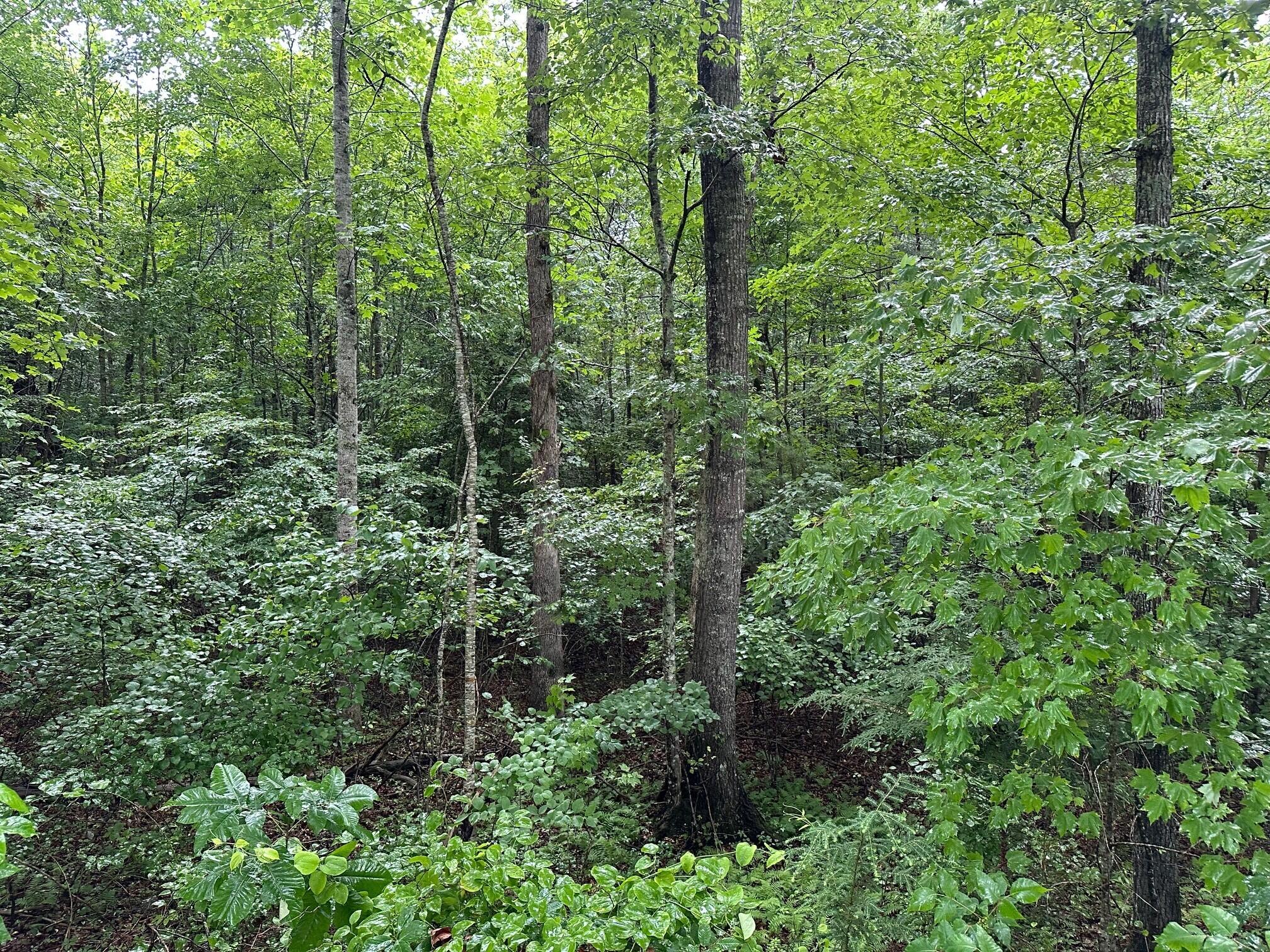 Lot 7 Sawmill Road, Unit LOT 7 Palmer, TN 37365 - Photo 10 of 12 14