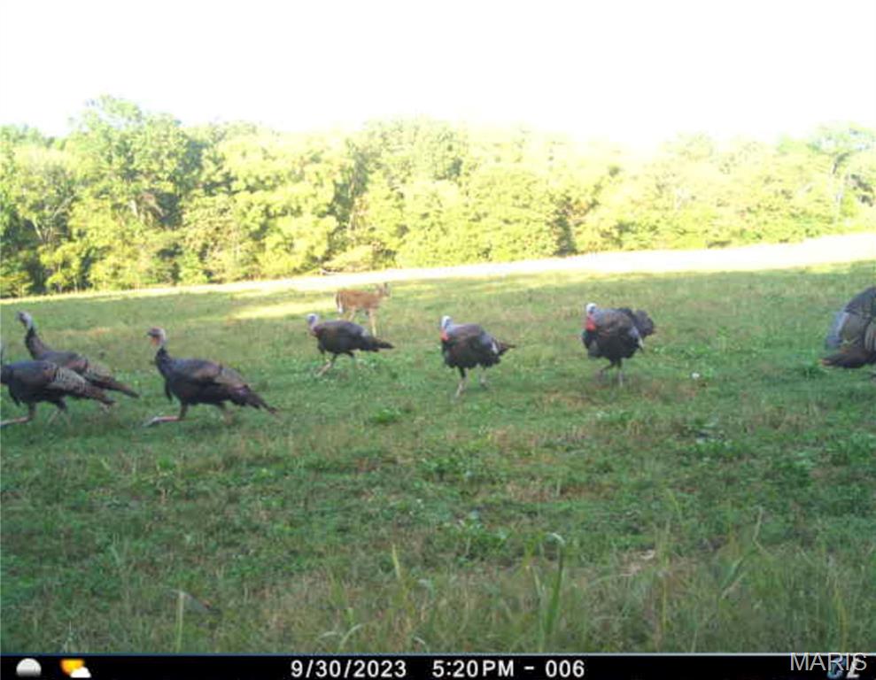 0 Abram Road Hartville, MO 65667 - Photo 7 of 97