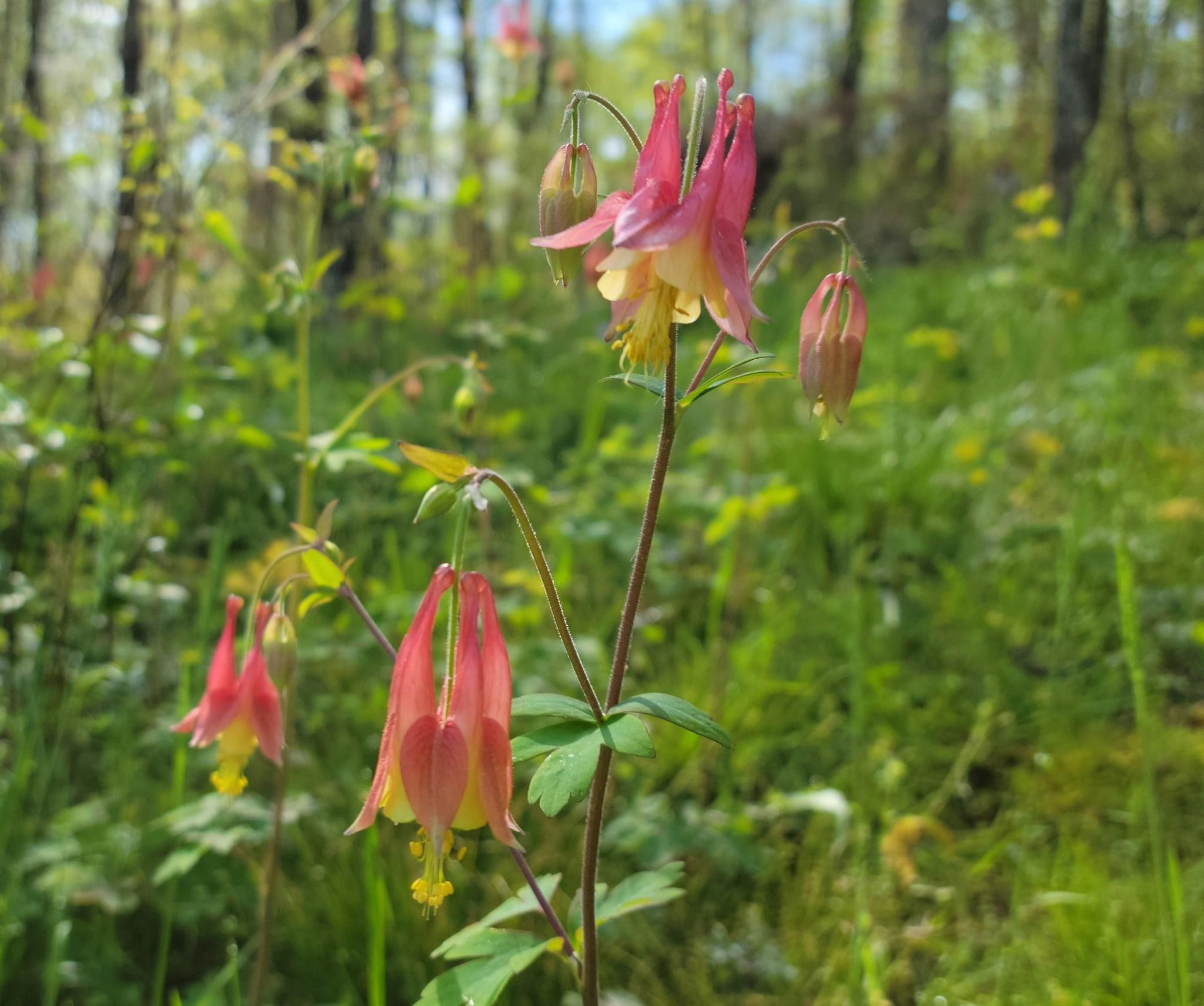 9208 Harrison Bay Road Harrison, TN 37341 - Photo 57 of 73 IMG_1031
