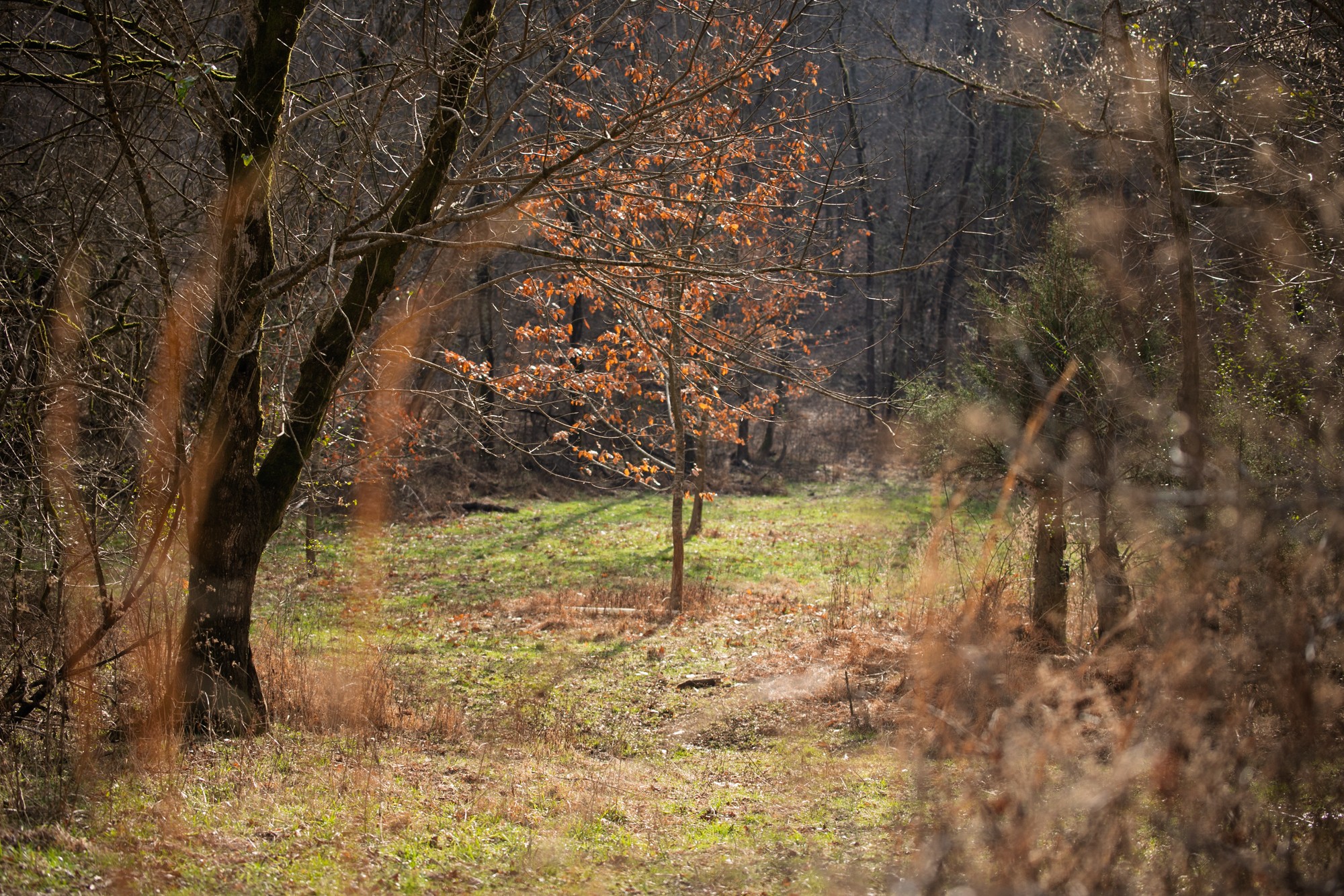 680 Morrell Road Pulaski, TN 38478 - Photo 4 of 71 Gallery Image 4