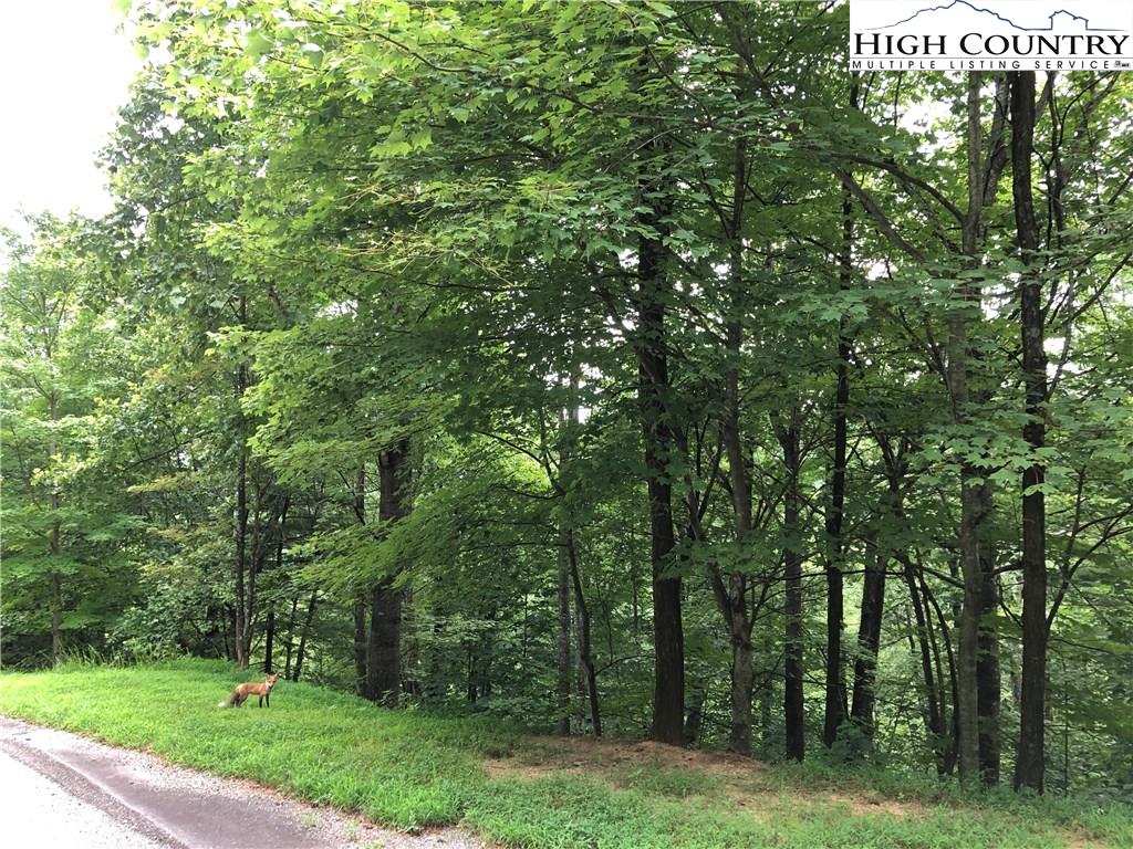 Lot 83 Buck Mountain Road Purlear, NC 28665 - Photo 9 of 30 a view of a park that has large trees