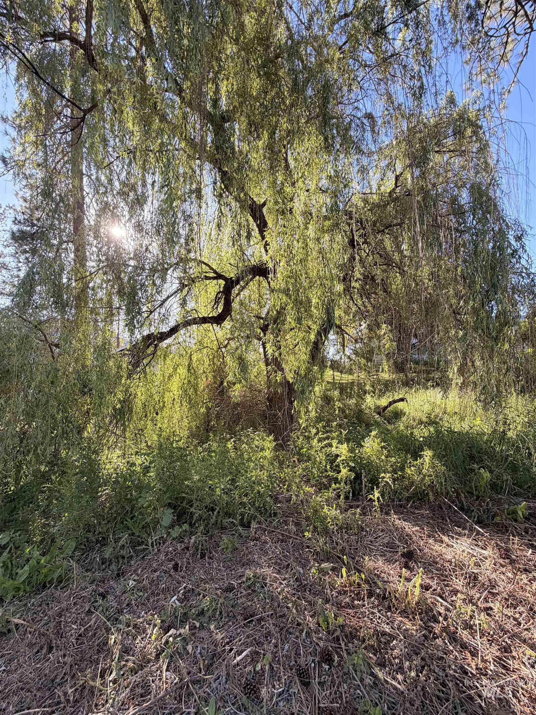 151 View Road Kamiah, ID 83536 - Photo 35 of 49 Mature willow tree with full, verdant foliage and visible trunk structure