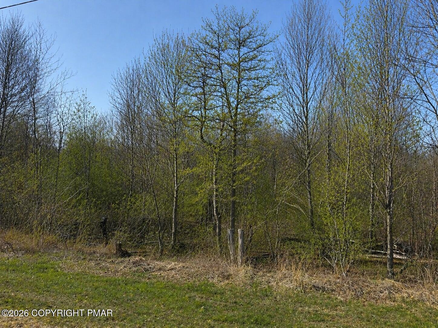 a view of forest