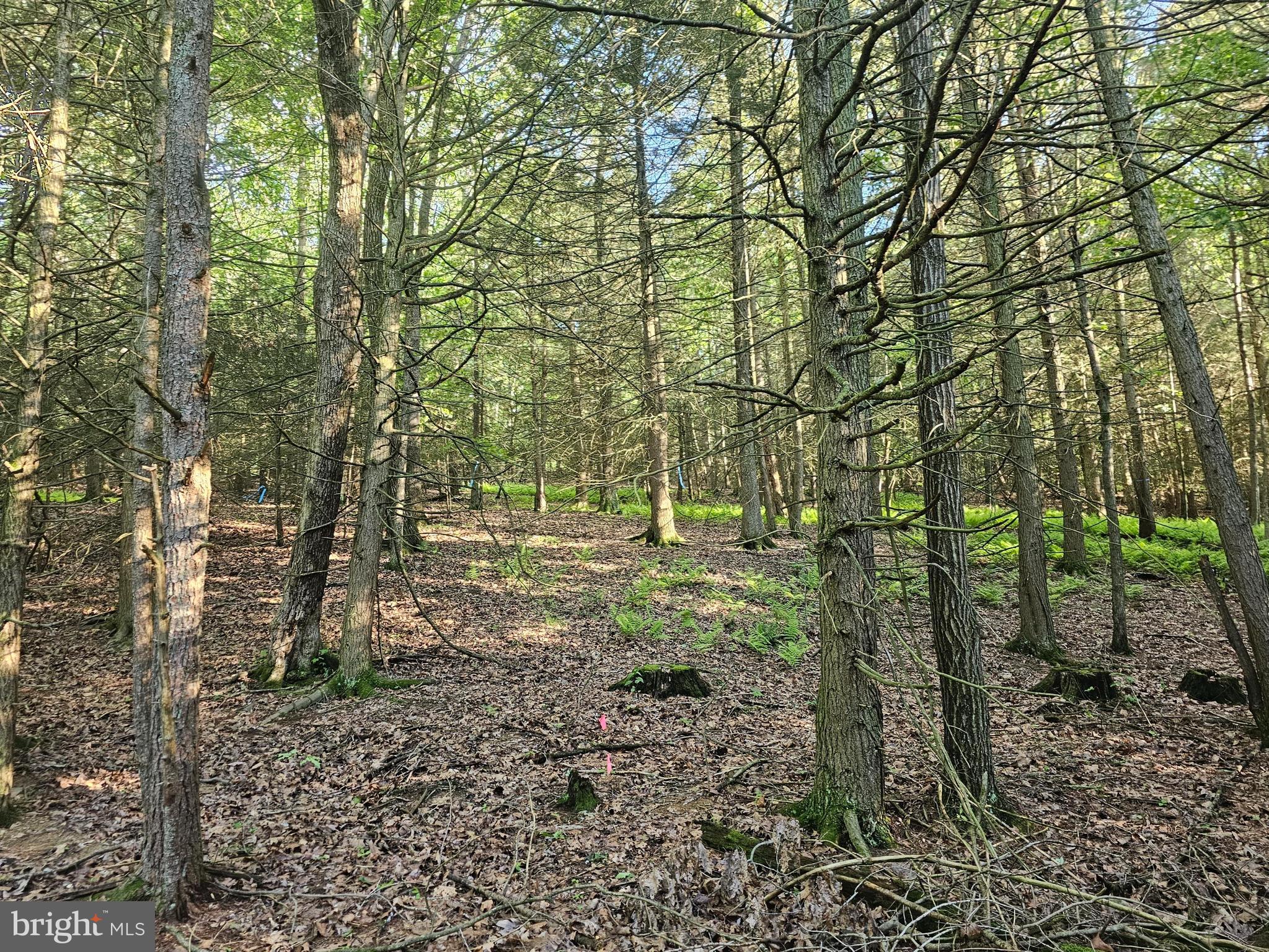 195 Knotty Pine Road Newport, PA 17074 - Photo 7 of 19 Gallery Image 7
