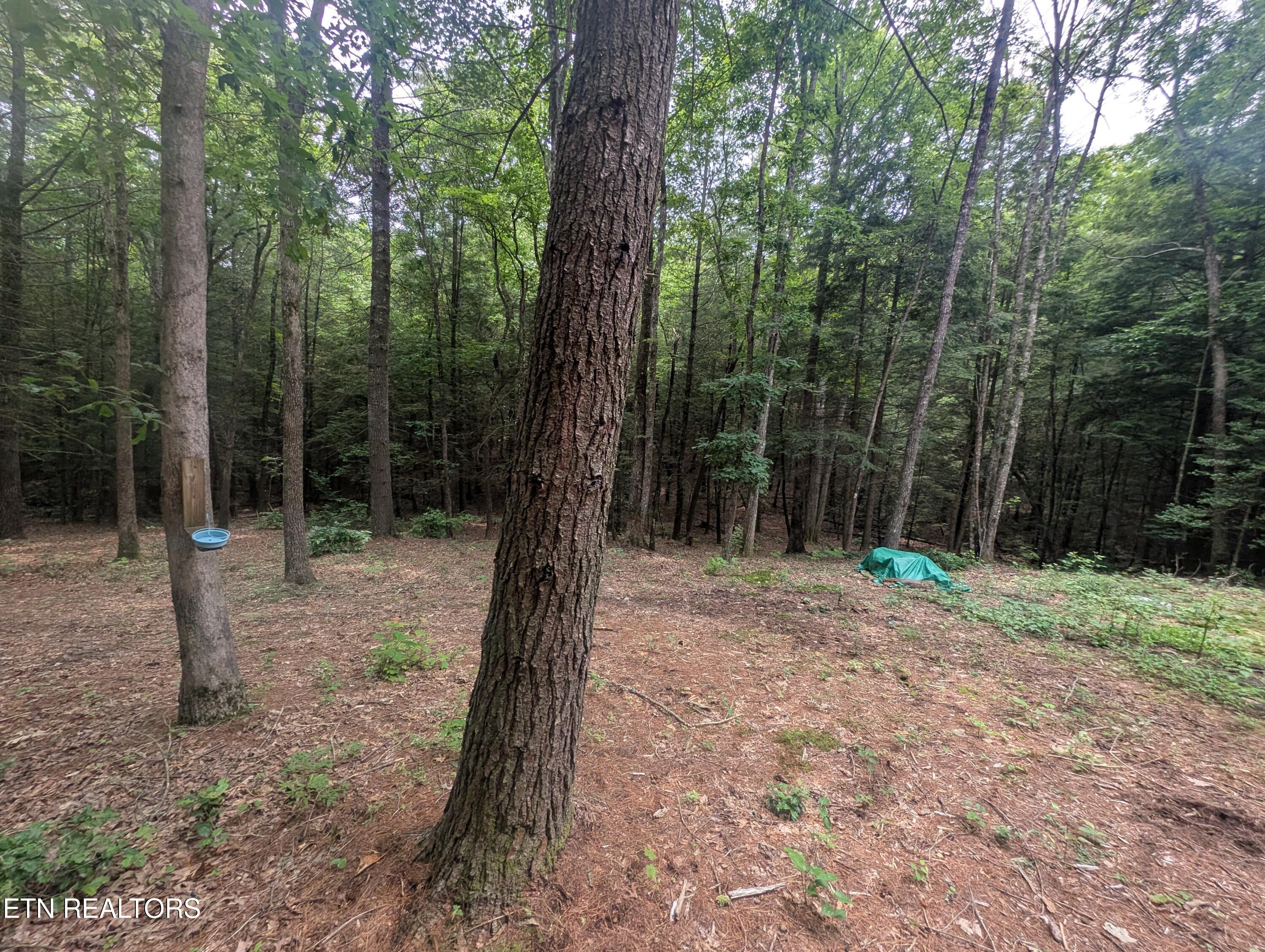 Model Farm Road Jamestown, TN 38556 - Photo 30 of 57 PXL_20250612_183458764