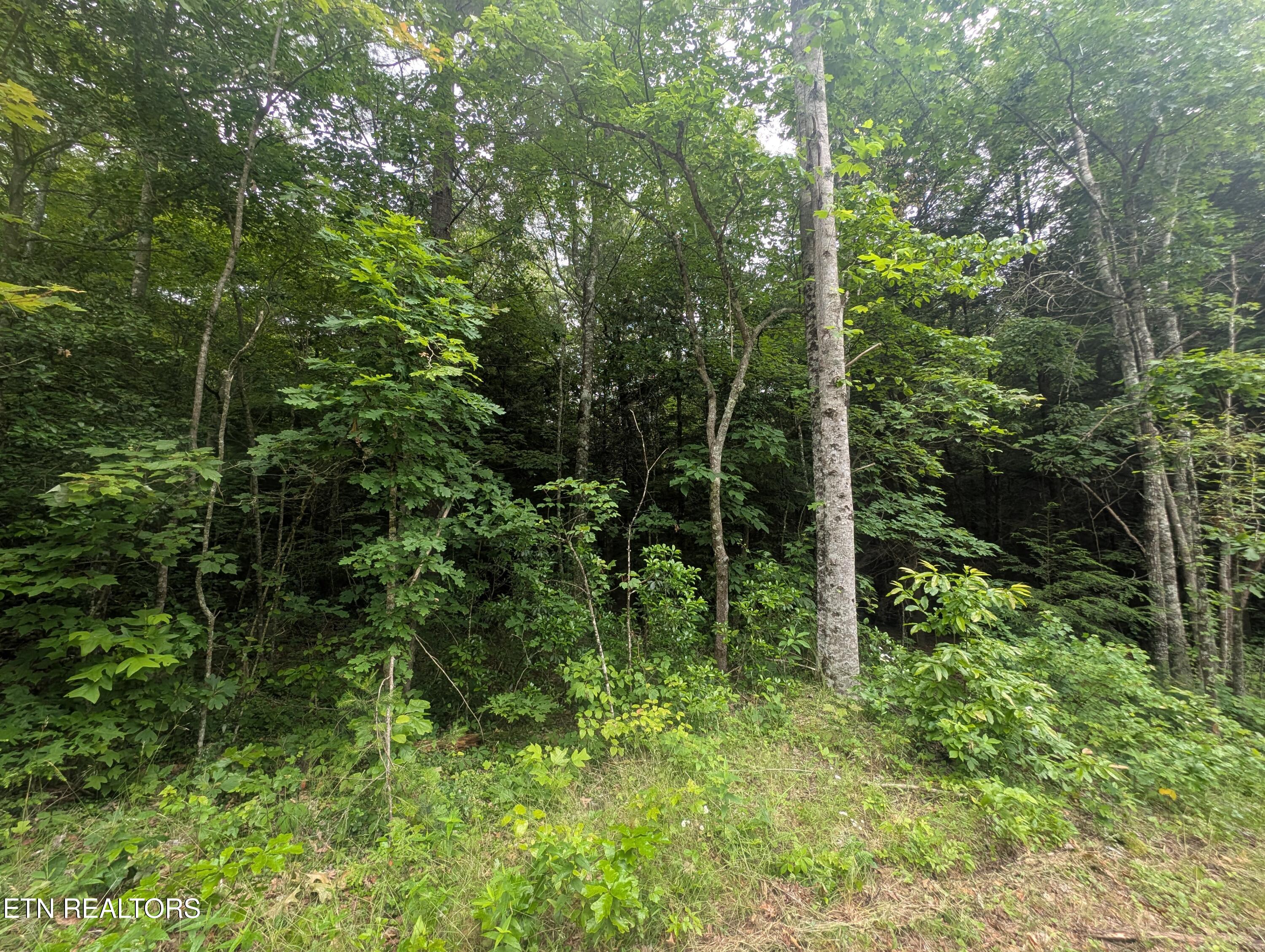 Model Farm Road Jamestown, TN 38556 - Photo 43 of 57 PXL_20250612_182731127