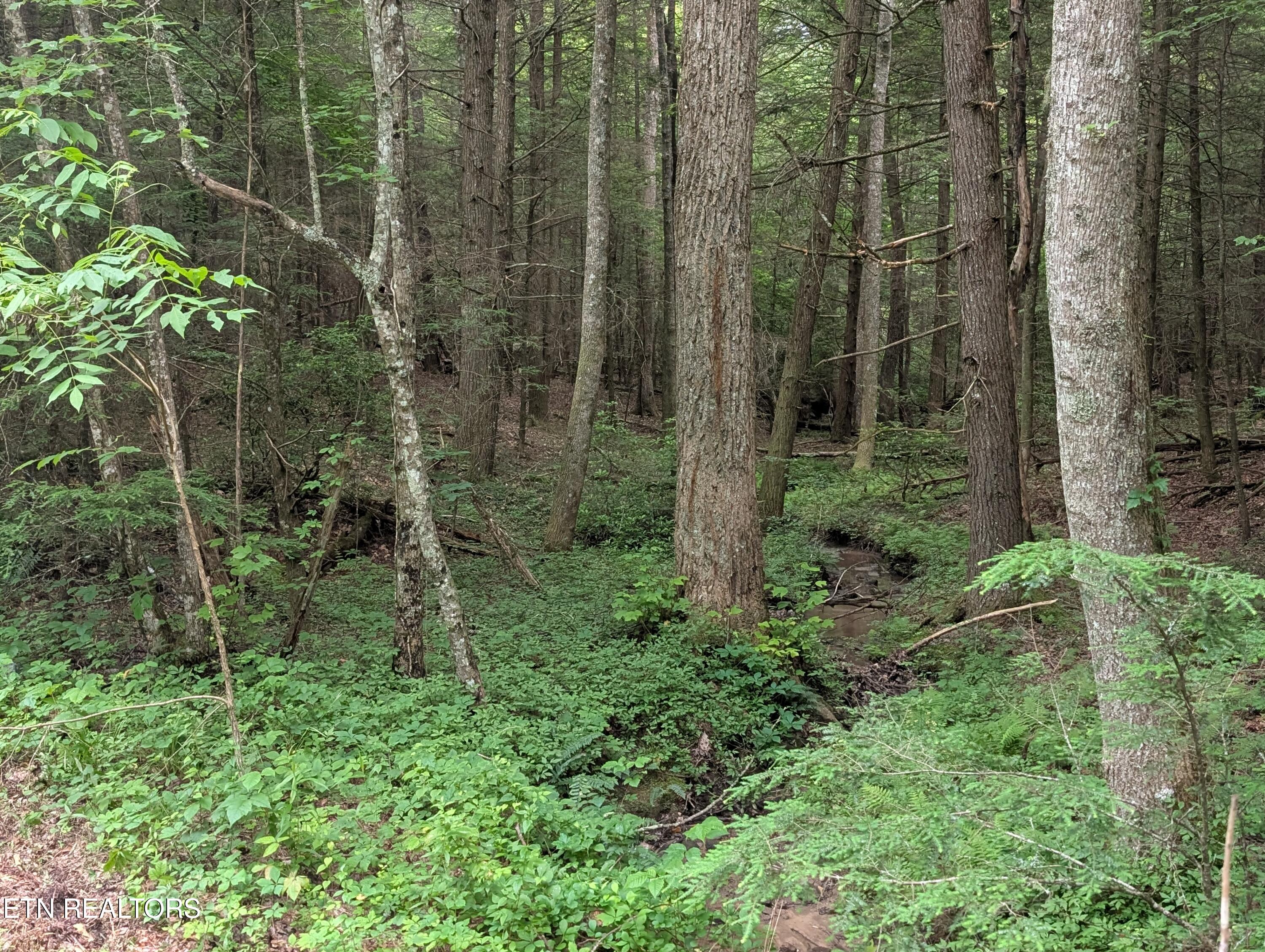 Model Farm Road Jamestown, TN 38556 - Photo 46 of 57 PXL_20250612_182831234