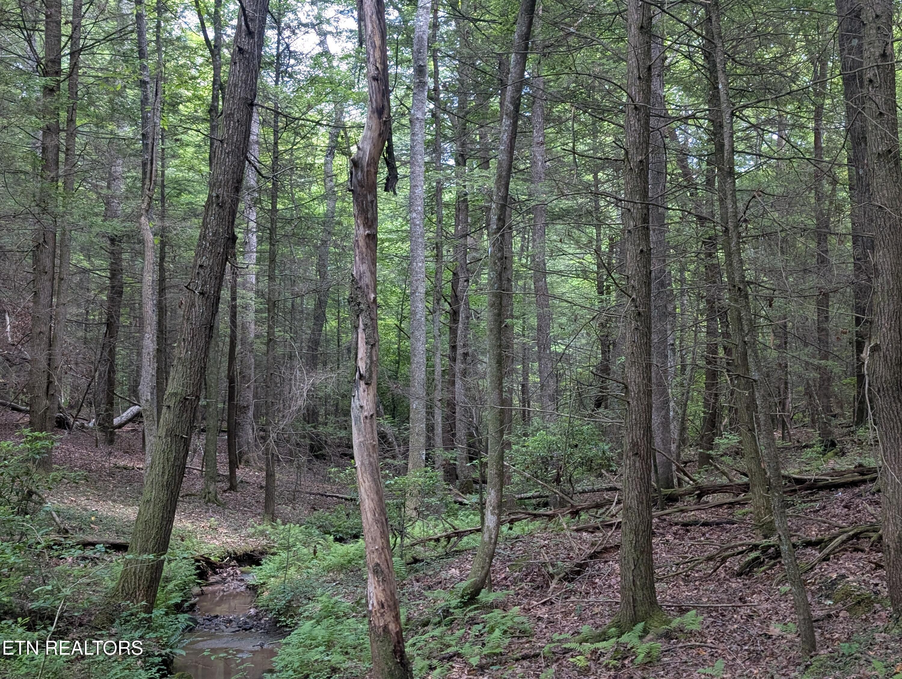 Model Farm Road Jamestown, TN 38556 - Photo 48 of 57 PXL_20250612_182855714