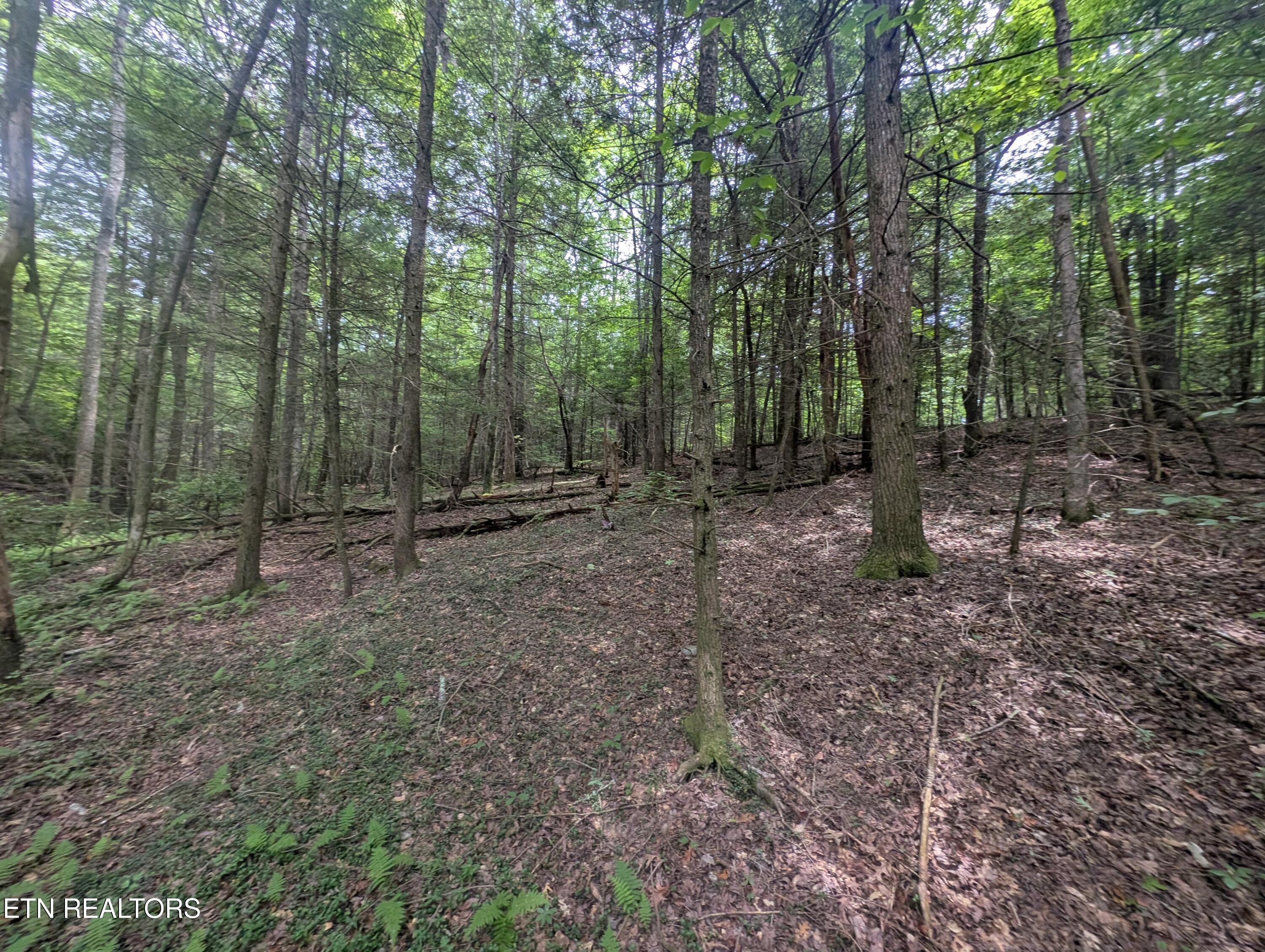 Model Farm Road Jamestown, TN 38556 - Photo 51 of 57 PXL_20250612_182900442