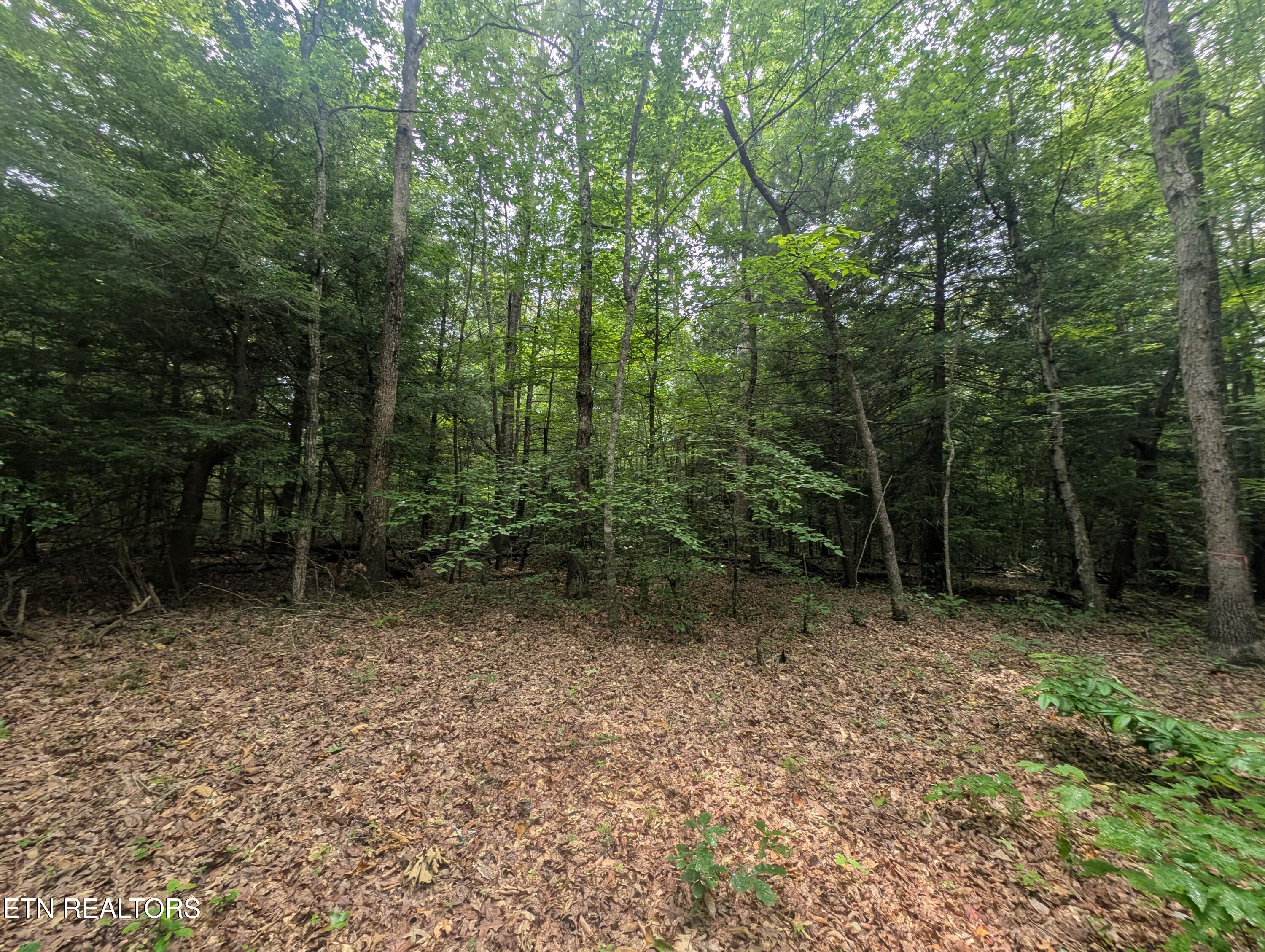 Model Farm Road Jamestown, TN 38556 - Photo 6 of 57 PXL_20250612_183316546