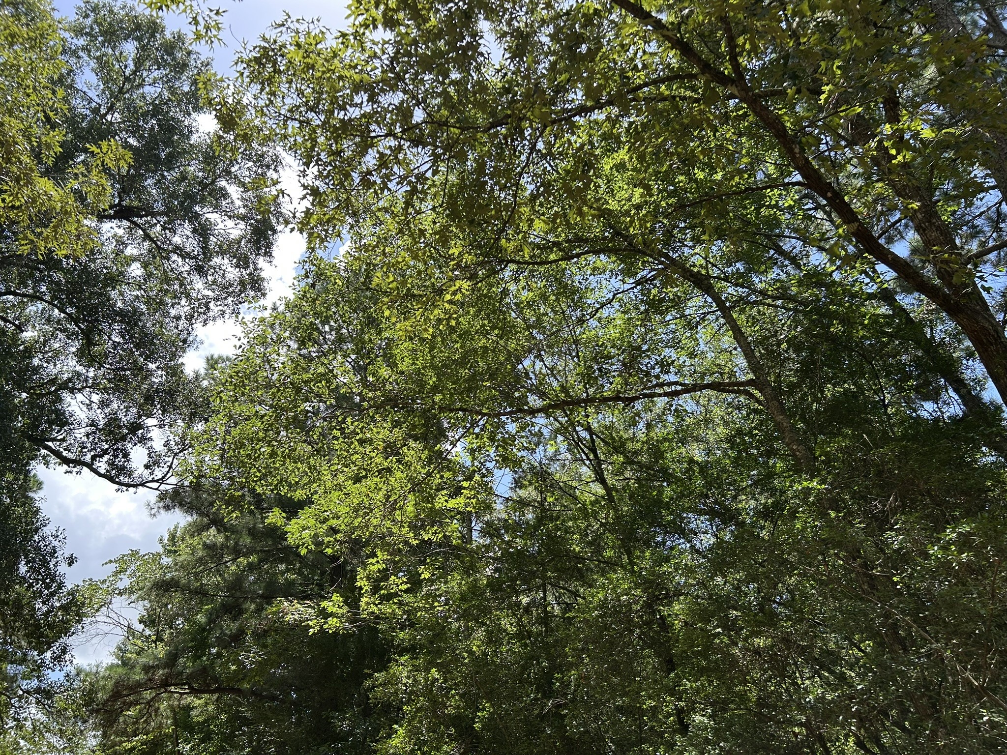 87 Townley Ranch Road Huntsville, TX 77320 - Photo 47 of 50