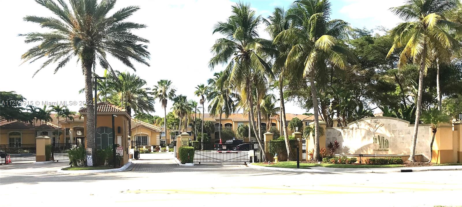 a street view with palm trees