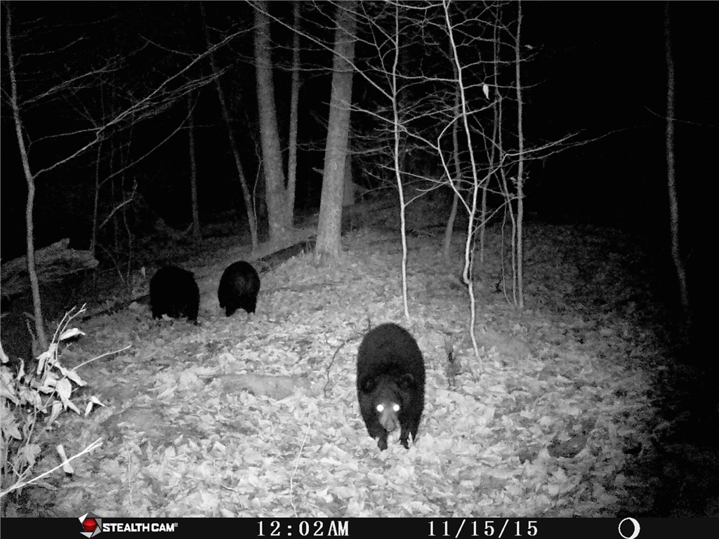 Rd Road East Branch, NY 13756 - Photo 19 of 21 Bear