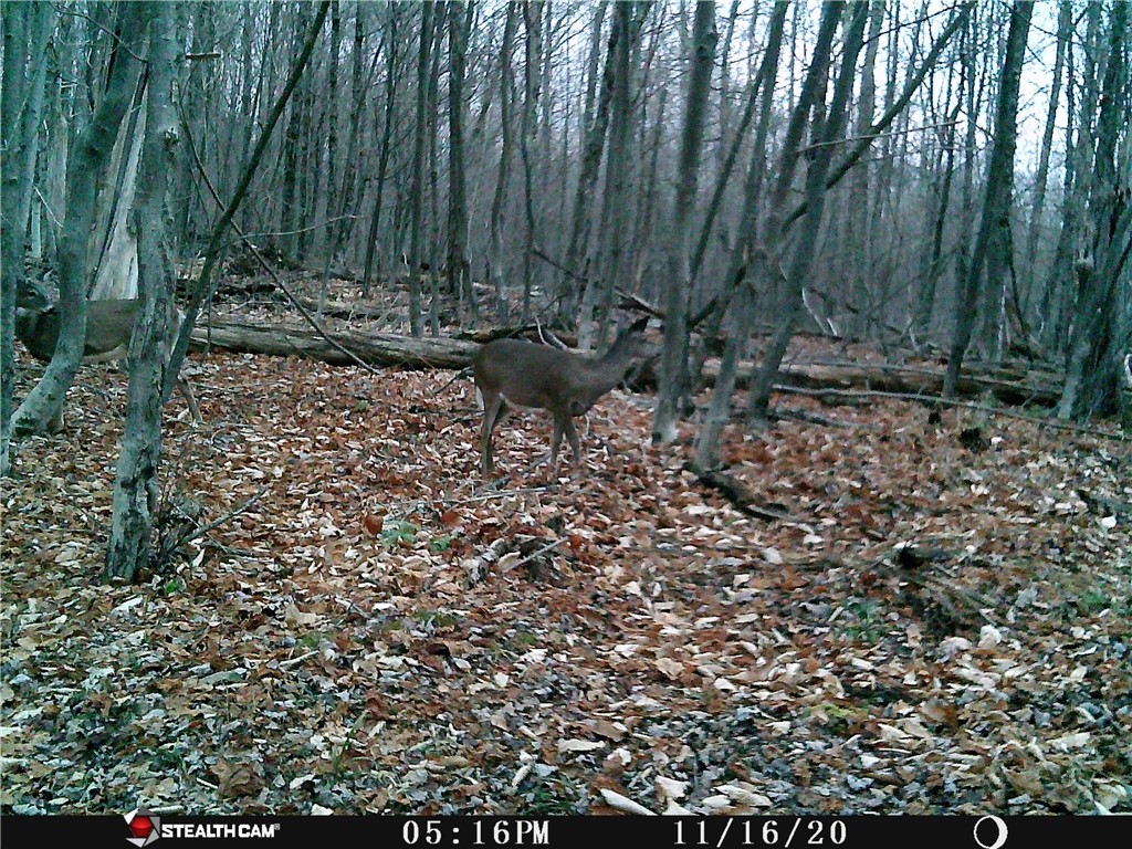 Rd Road East Branch, NY 13756 - Photo 20 of 21 Deer