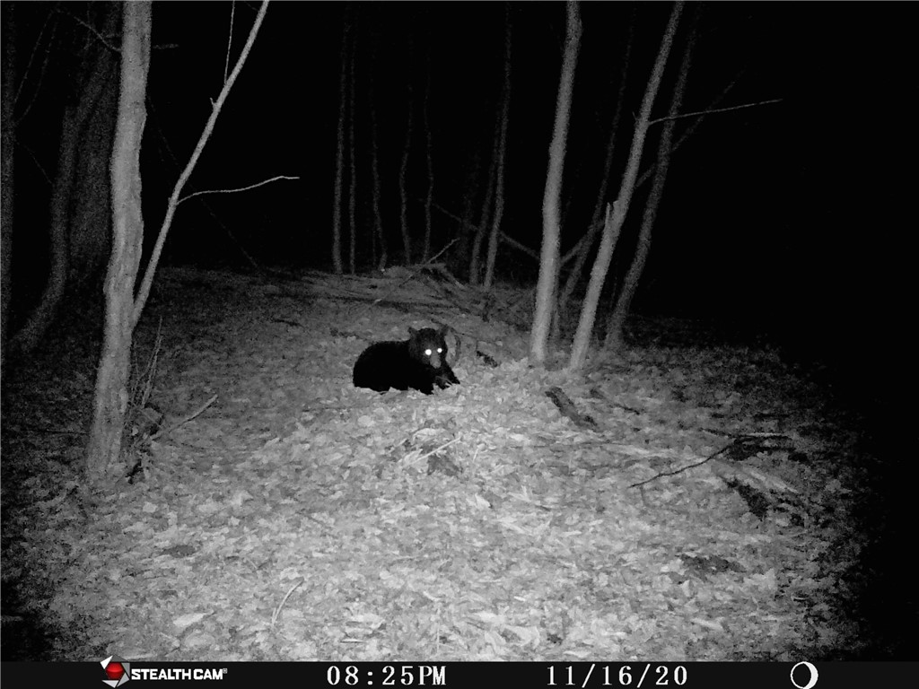 Rd Road East Branch, NY 13756 - Photo 21 of 21 Bear