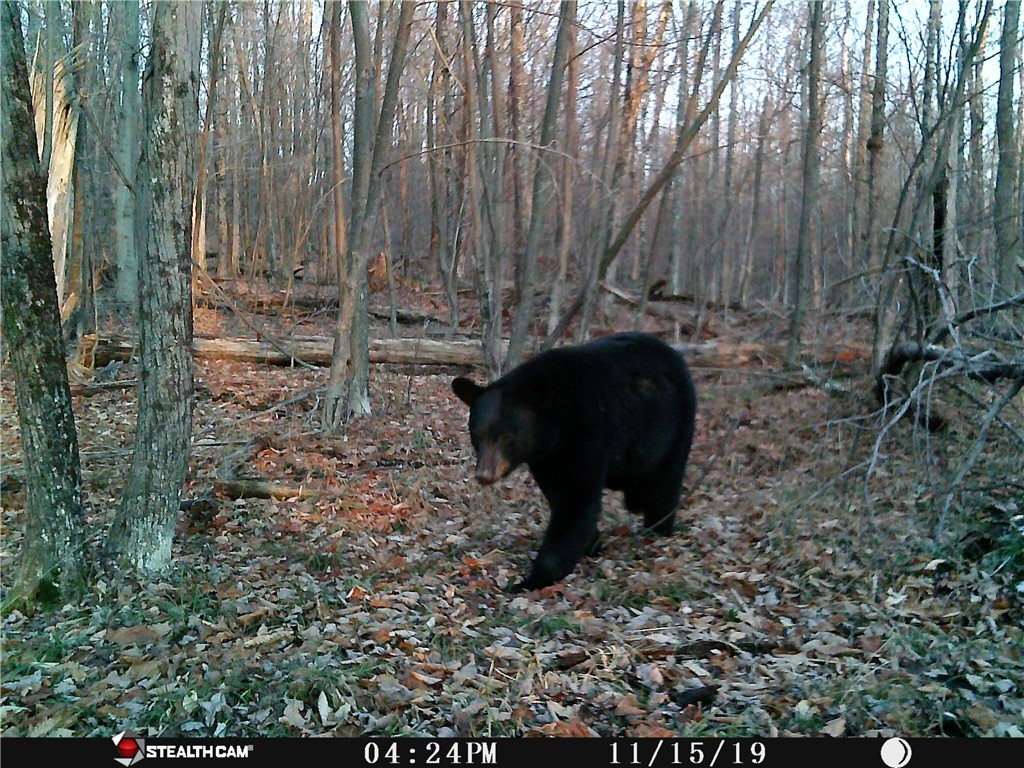 Rd Road East Branch, NY 13756 - Photo 3 of 21 Bear