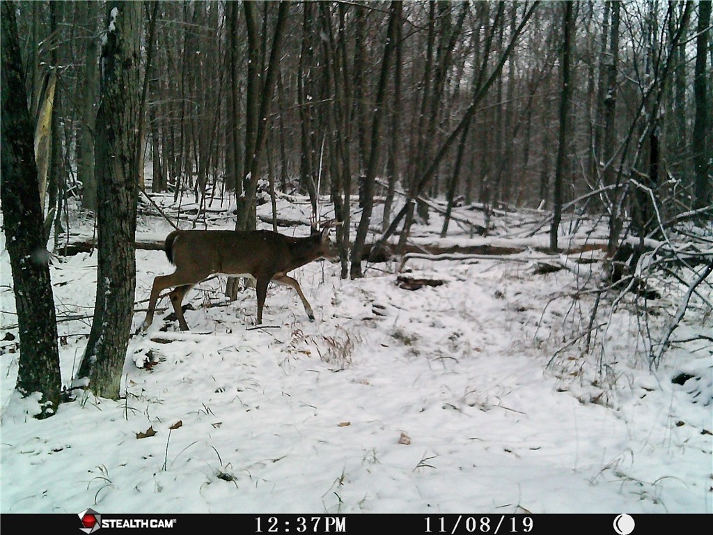Rd Road East Branch, NY 13756 - Photo 4 of 21 Deer