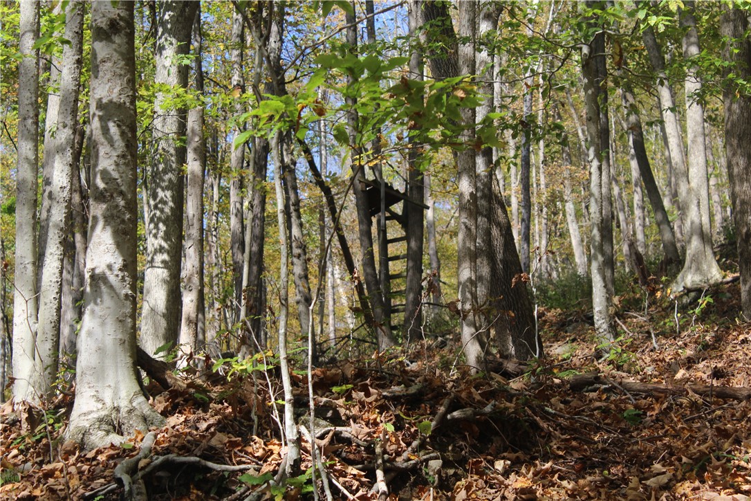 Rd Road East Branch, NY 13756 - Photo 10 of 21 Trail