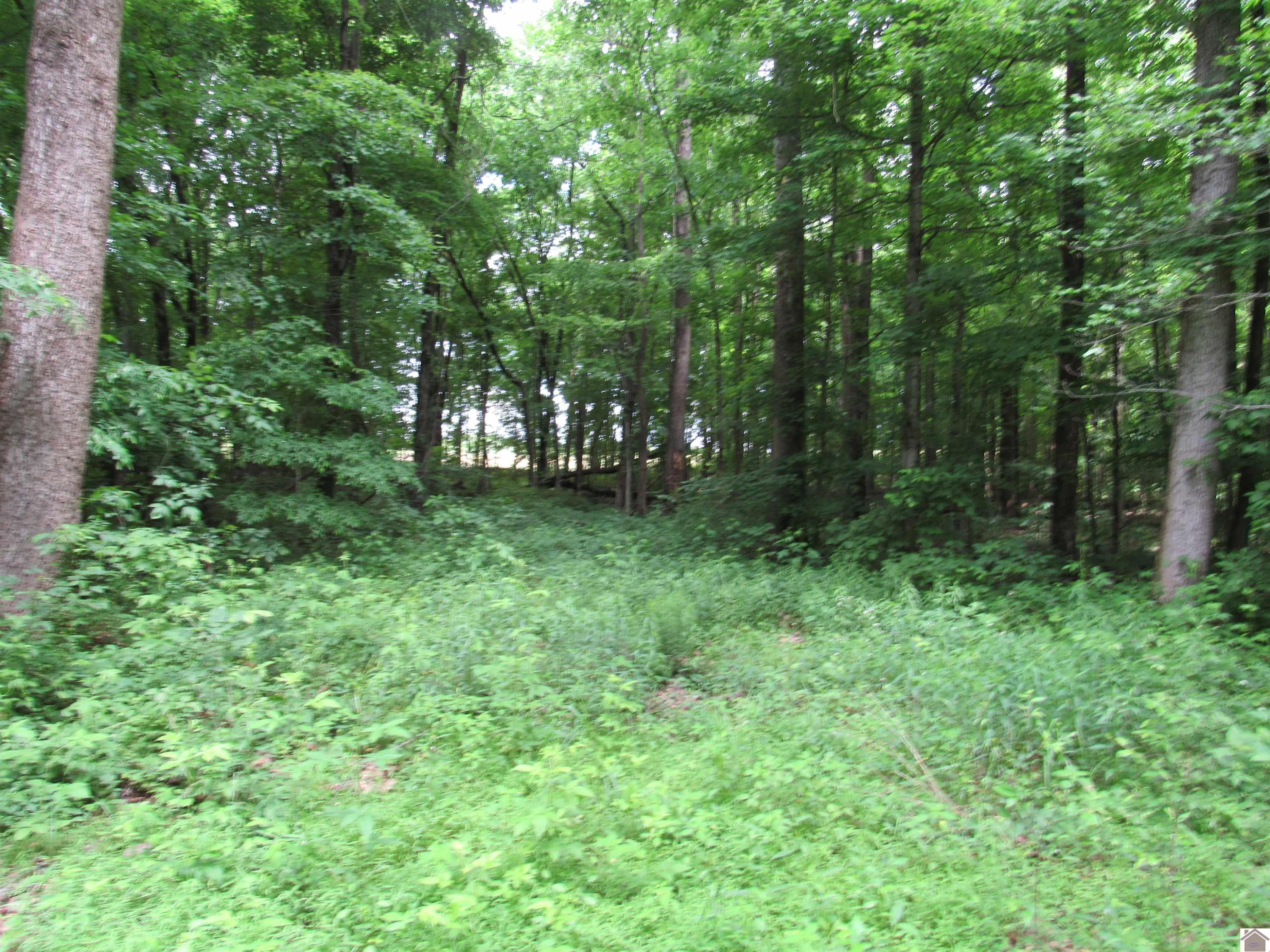 Dooms Chapel Road Symsonia, KY 42082 - Photo 4 of 16 Photo 4
