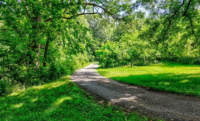 a view of a yard with plants and large trees