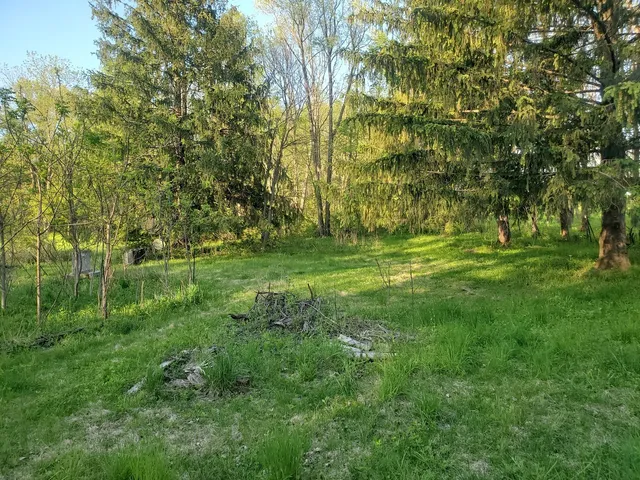 a view of a grassy field with trees