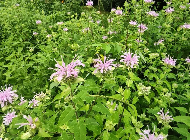 a view of a flower in a garden