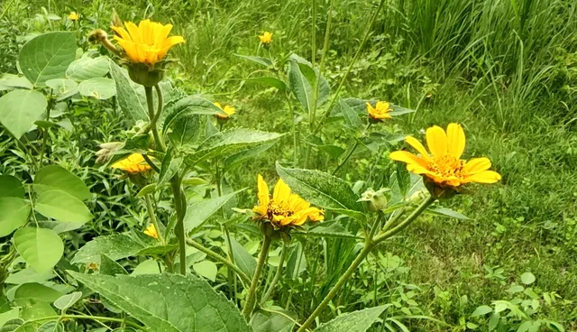 a view of a plant in a garden