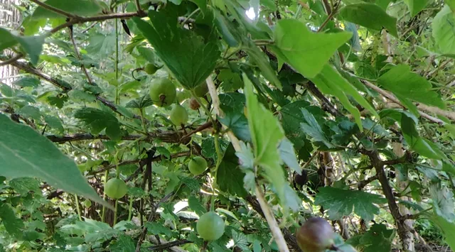 a backyard of a garden