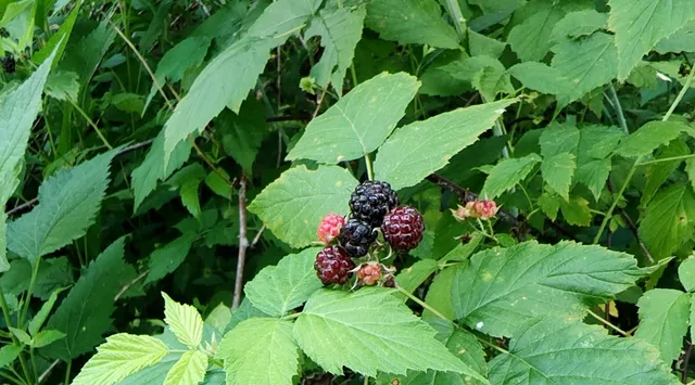 a view of a plant in a garden