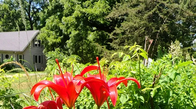 a view of a lot of plants and flowers