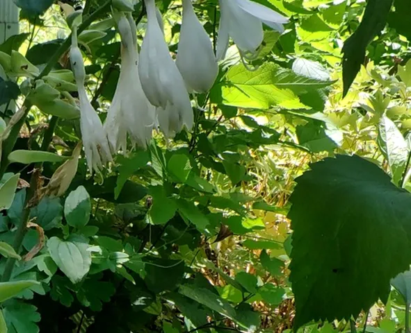 a plant with a flower
