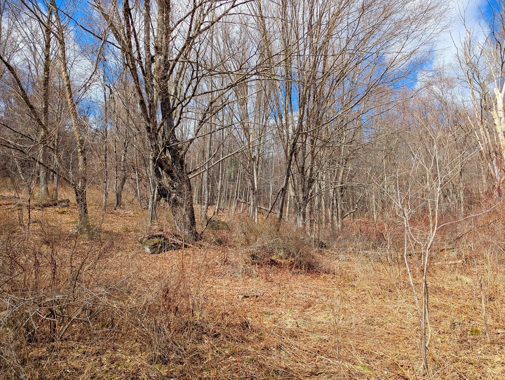 Lot 33.03 William Holmes Road Becket, MA 01223 - Photo 11 of 17 a backyard of a house with large trees