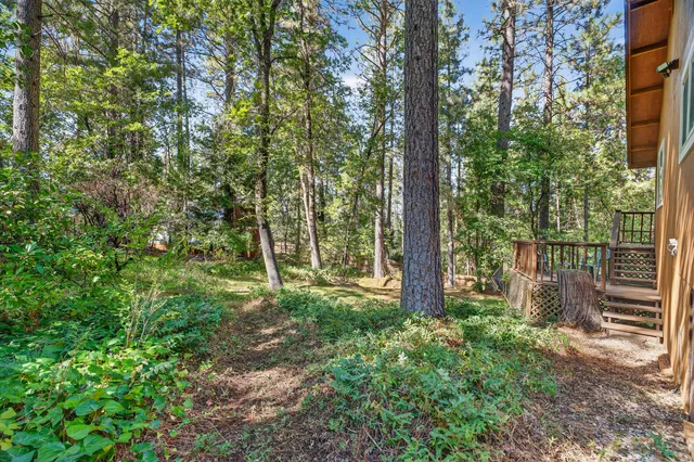 a view of lush green forest
