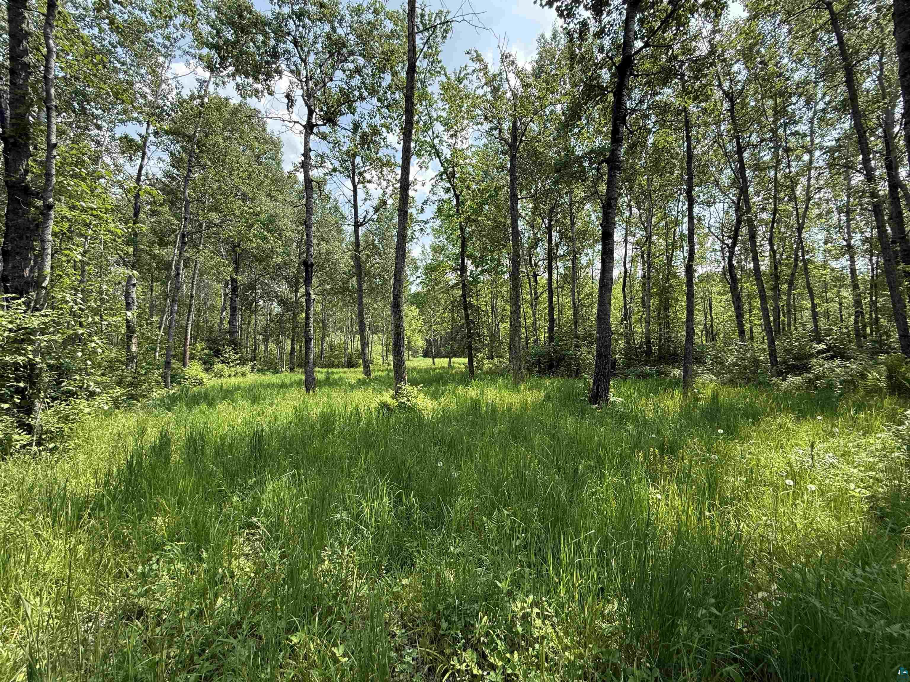 Tbd Samuelson Road Angora, MN 55703 - Photo 25 of 43 View of wooded area