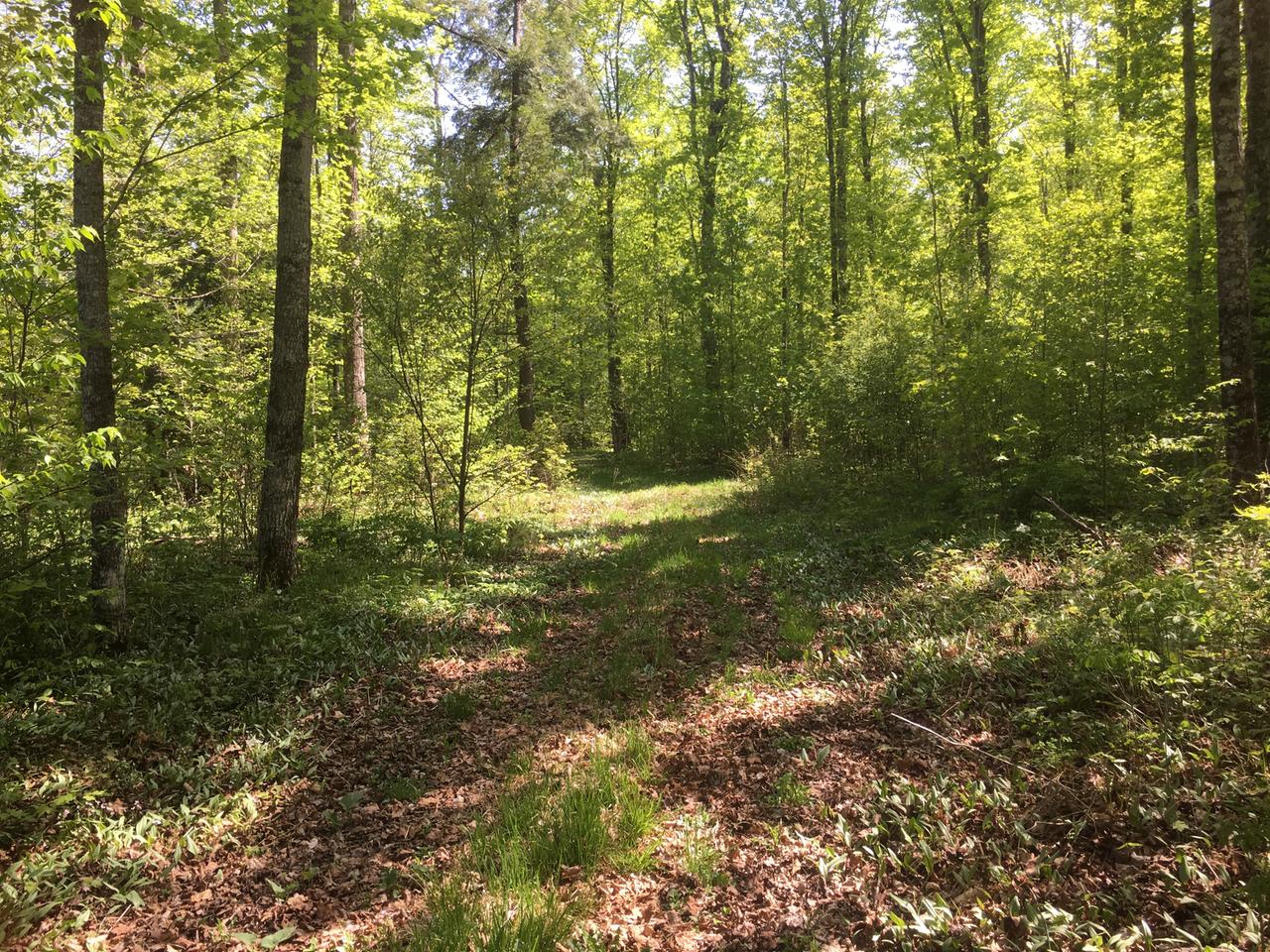 On Johnson Road Antigo, WI 54409 - Photo 14 of 14 Gallery Image 14