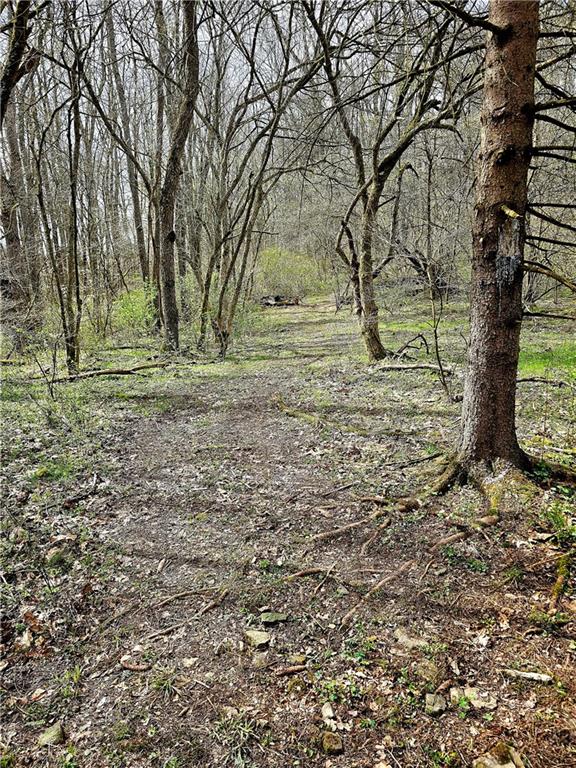 100 Jersey Hollow Road Confluence, PA 15424 - Photo 13 of 29 a view of a yard with a tree