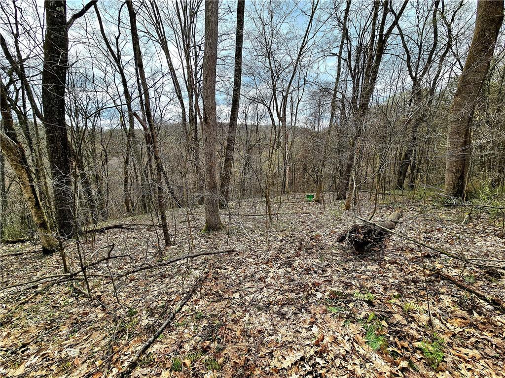 100 Jersey Hollow Road Confluence, PA 15424 - Photo 15 of 29 a view of a forest filled with trees